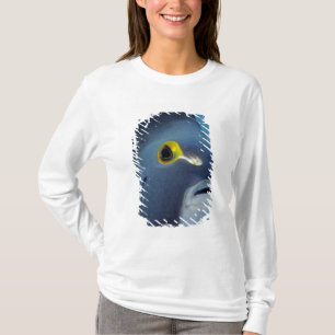 Camiseta Islas Caimán, Pez ángel francés Pomacanthus