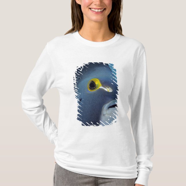 Camiseta Islas Caimán, Pez ángel francés Pomacanthus (Anverso)