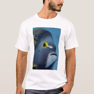 Camiseta Islas Caimán, pez ángel francés Pomacanthus