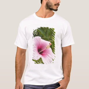Camiseta Islas Cook, Atiu. Flor de hibisco.
