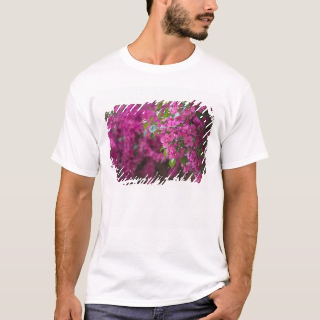 Camiseta Italia, Sicilia, Cefalu, patio florido cerca (Anverso)
