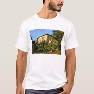Camiseta Italia, Toscana, Greve. Escenas vinícolas a finale