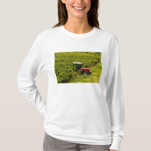 Camiseta Italia, Toscana, Greve. Recolectores trabajando du