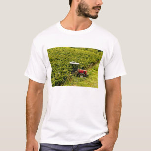 Camiseta Italia, Toscana, Greve. Recolectores trabajando du