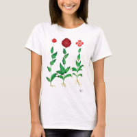 Italian Carnation 2