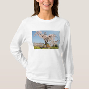 Camiseta Japón, Kyoto. Árbol de cerezo llorón bajo cielo az