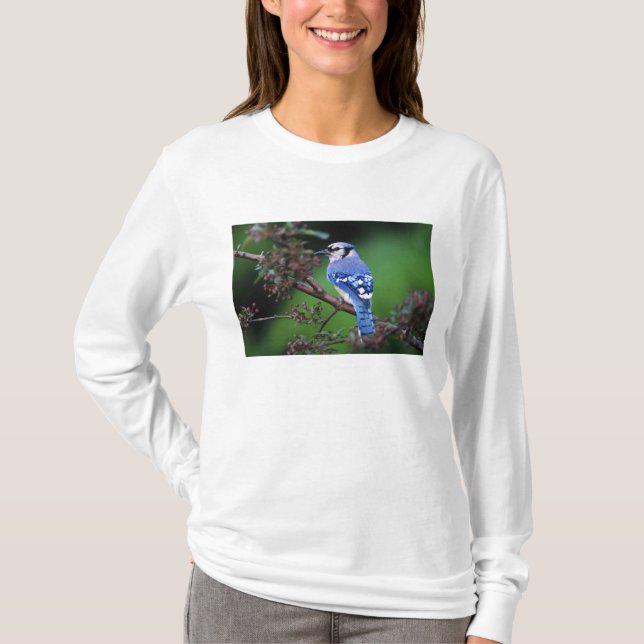 Camiseta Jay azul, Cyaoncitta cristata (Anverso)