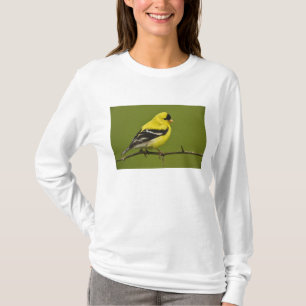 Camiseta Jilguero americano macho en plumaje de reproducció