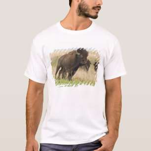 Camiseta Joven y quisquilloso de bisonte en el pasto alto