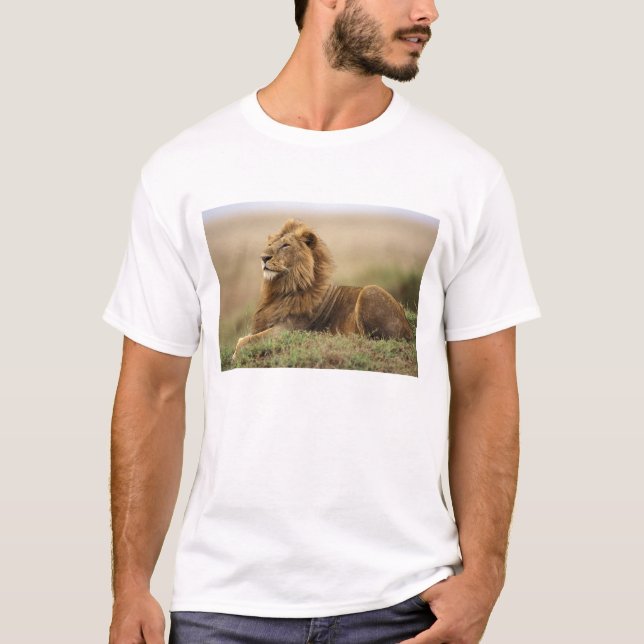 Camiseta Kenia, Masai Mara | León macho (Anverso)