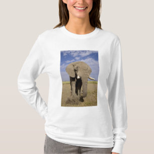 Camiseta Kenia: Parque Nacional Amboseli, elefante macho