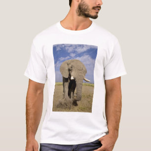 Camiseta Kenia: Parque Nacional Amboseli, elefante masculin