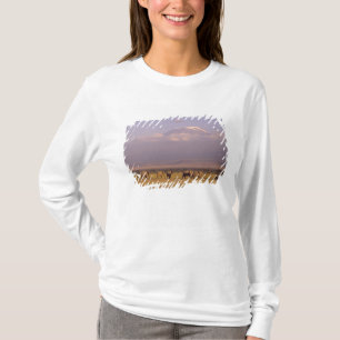 Camiseta Kenia: Parque Nacional Amboseli, Elefantes