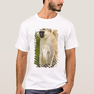 Camiseta Kenia, Parque Nacional del Lago Nakuru. Vervet