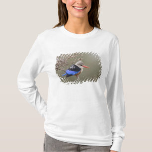 Camiseta Kenia. Primer plano de martín pescador cabecigrís