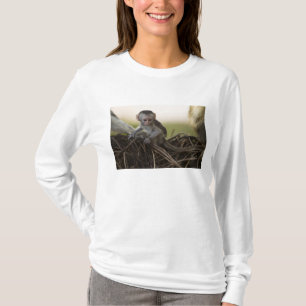 Camiseta Kenia, Reserva de caza Samburu. Mono vervet