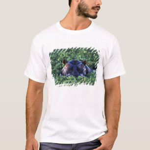 Camiseta Kenia, Reserva Nacional Masai Mara.
