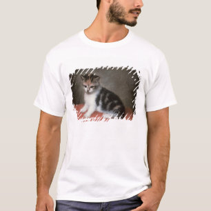 Camiseta Kitten de Srta. Ana White's, 1790 de George Stubbs