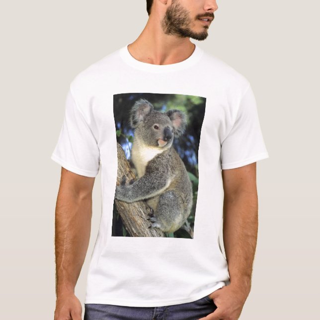 Camiseta Koala, Phascolarctos cinereus), Australia, (Anverso)