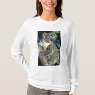 Camiseta Koala, Phascolarctos cinereus), Australia,