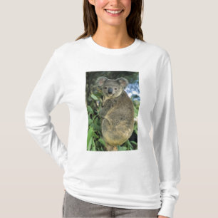 Camiseta Koala, Phascolarctos cinereus), en peligro,