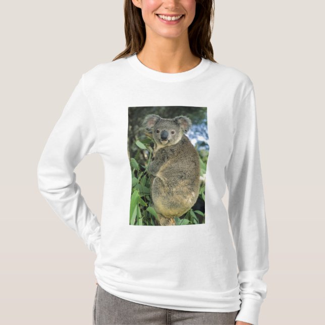 Camiseta Koala, Phascolarctos cinereus), en peligro, (Anverso)