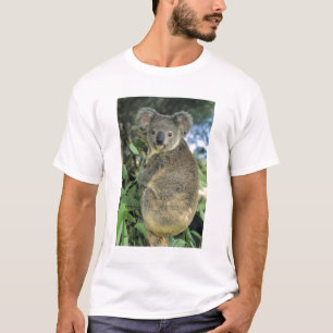 Camiseta Koala, Phascolarctos cinereus), en peligro de exti