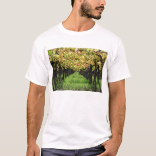 Camiseta La Argentina, Mendoza, fila de la uva en viñedo