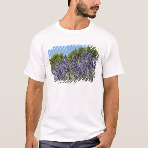 Camiseta La lavanda florece en el campo en el verano,