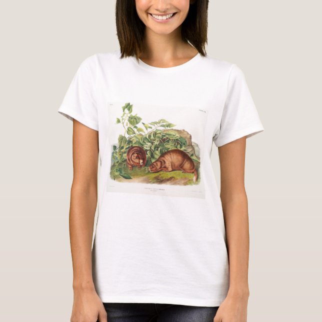 Camiseta La marmota de Lewi (Anverso)