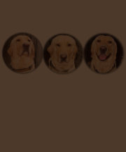 Laboratorio amarillo adaptable