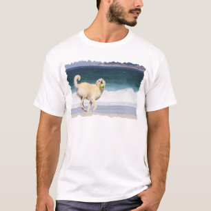 Camiseta Labradoodle - día feliz en la playa