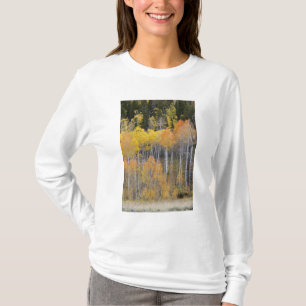 Camiseta Lambert Hollow, árboles de álamo