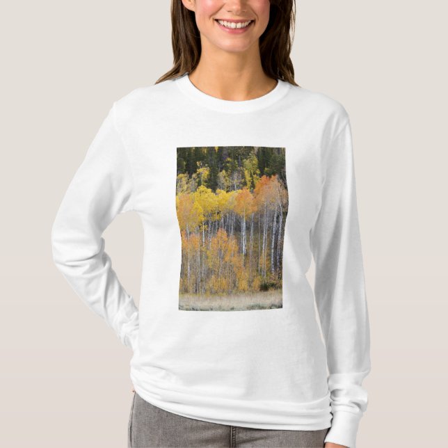 Camiseta Lambert Hollow, árboles de álamo (Anverso)