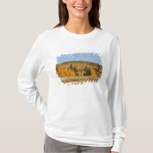 Camiseta Lambert Hollow, árboles de álamo