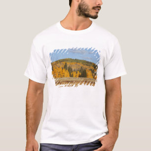 Camiseta Lambert Hollow, árboles de álamo