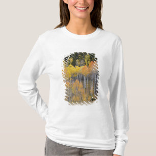 Camiseta Lambert Hollow, árboles de álamo temblón