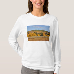 Camiseta Lambert Hollow, árboles de álamo temblón