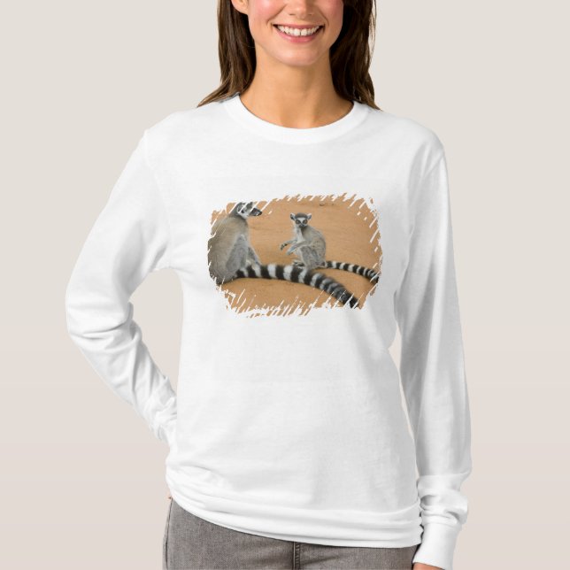 Camiseta Lémures de cola anillada, (Lemur catta), Berenty (Anverso)