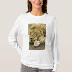 Camiseta León africano, Panthera leo, acostado dormido