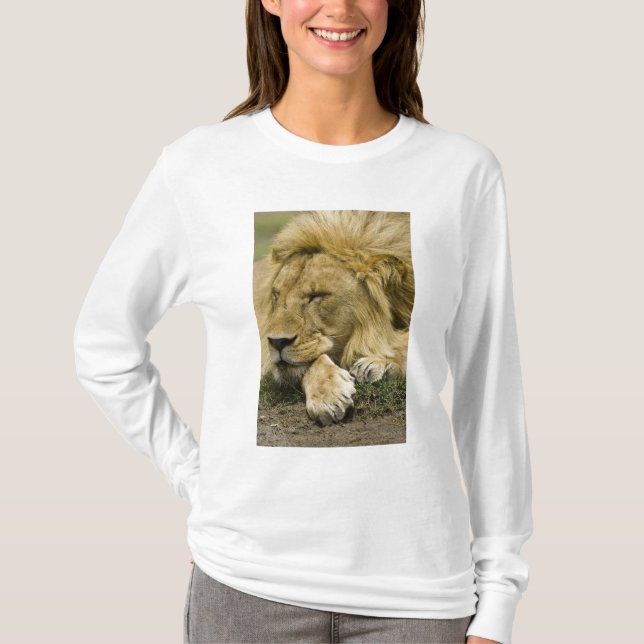 Camiseta León africano, Panthera leo, acostado dormido (Anverso)