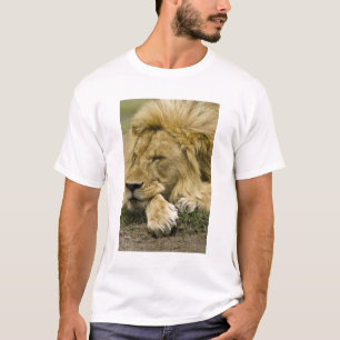 Camiseta León africano, Panthera leo, acostado dormido