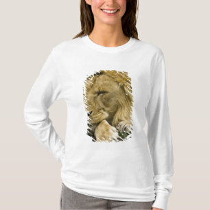 Camiseta León africano, Panthera leo, acostado dormido