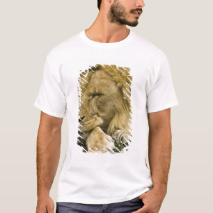 Camiseta León africano, Panthera leo, acostado durmiendo
