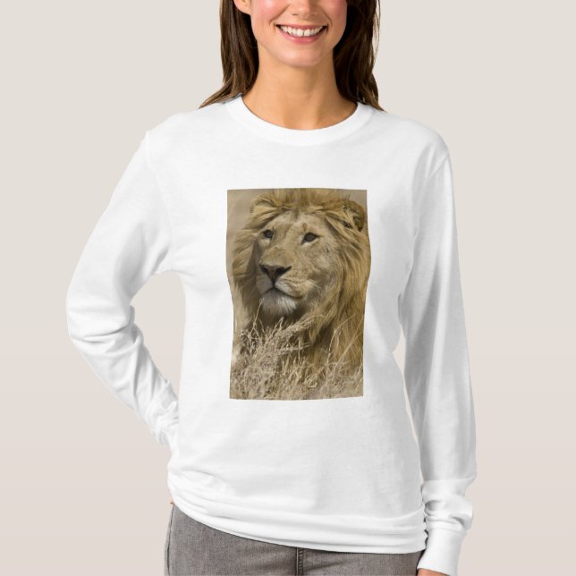 Camiseta León africano, Panthera leo, retrato de un (Anverso)