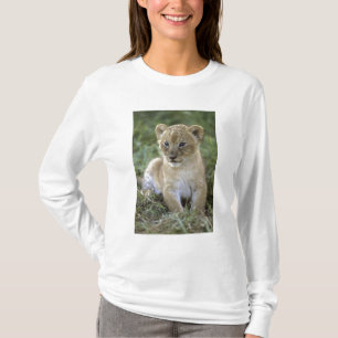 Camiseta león africano, Panthera leo), Tanzania,