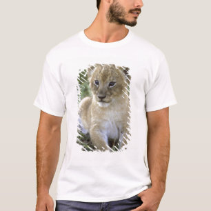 Camiseta león africano, Panthera leo), Tanzania,
