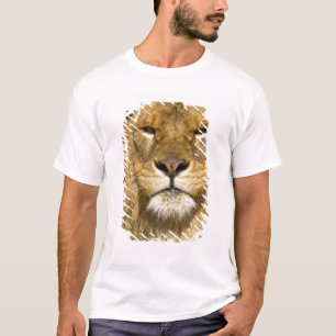 Camiseta León de Berbería africano, Panthera leo leo, uno d