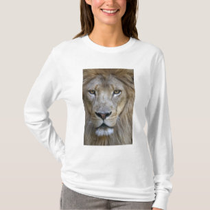 Camiseta León macho adulto en el Zoológico de Sacramento, C