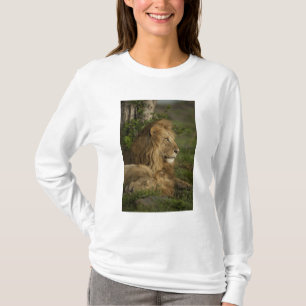 Camiseta León, Panthera leo, Lower Mara, Masai Mara GR,